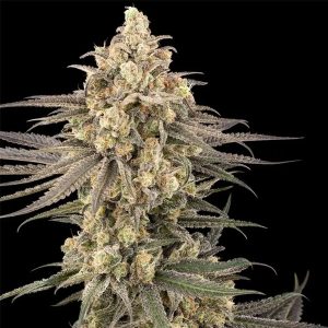 Frosted Grapes XXL Sensi Seed Research