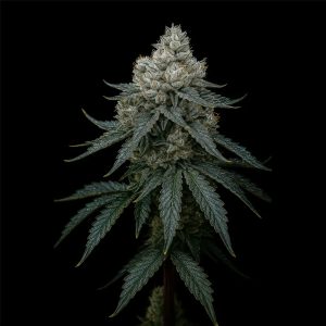 Semillas feminizadas Frosty Apple Triploid para cultivo de cannabis