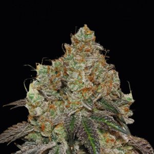 semillas feminizadas Frosty Tooth de Seedstockers para cultivo