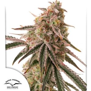 Frozen Biscotti Dutch Passion