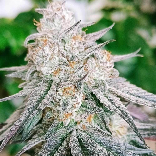 semillas feminizadas Frozen Rosé para cultivo consciente