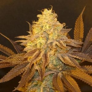Semillas feminizadas Fruit Popz 3+1 de Bask Triangle Farms