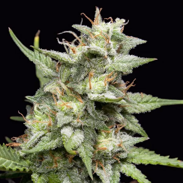 Fruity Forest Triploid 10 u. fem Triploid Seeds