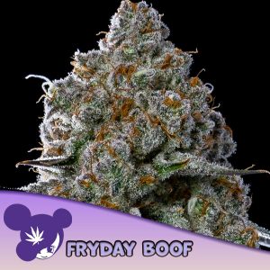 semillas feminizadas Fryday Boof de Anesia Seeds para cultivo
