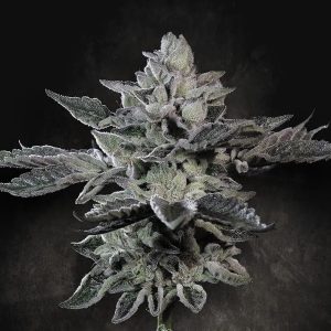 G-Force 5 u. fem. Paradise Seeds Limited Edition