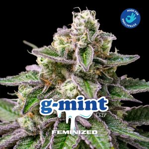 GMint BSF Seeds