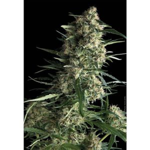Galaxy 1 u. blister x 12 u. fem. Pyramid Seeds