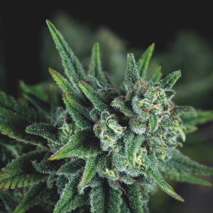 semillas feminizadas Galaxy Fast de Pyramid Seeds para cultivo
