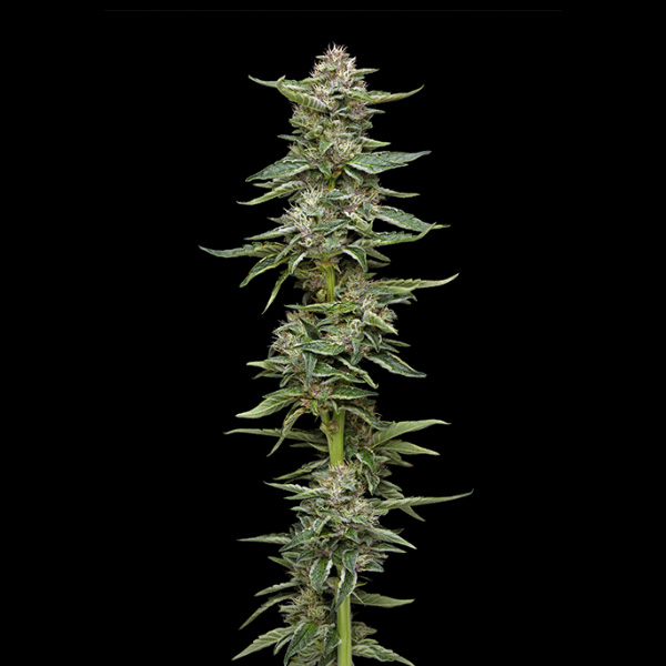 racimo de semillas feminizadas Garlic Budder Humboldt Seeds Company
