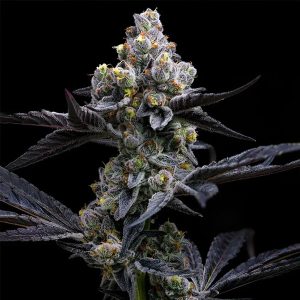 semillas feminizadas Garlic Cookies de Barney's Farm