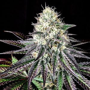 Semilla feminizada Garlic Cookies de Pure Instinto para cultivo