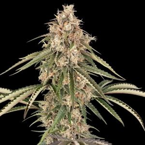 Garlic Gas Sensi Seeds