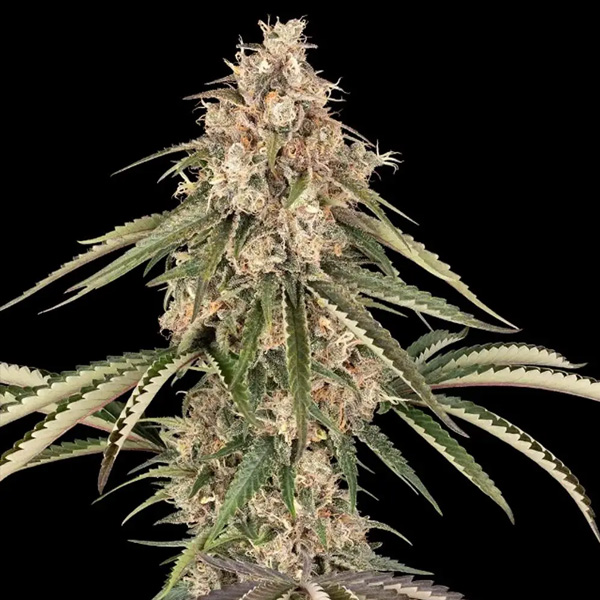 Garlic Gas Sensi Seeds