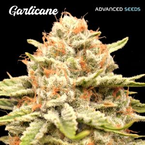 semillas feminizadas Garlicane de Advanced Seeds para cultivo