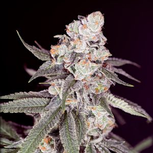 semillas feminizadas Gary Payton Sacred Terps para cultivo