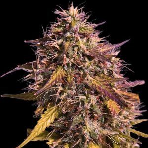 semillas feminizadas Gas Face Empire Seeds para cultivo