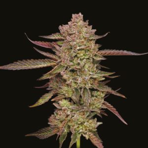 semillas feminizadas Gazzurple Humboldt Seeds Company para cultivo