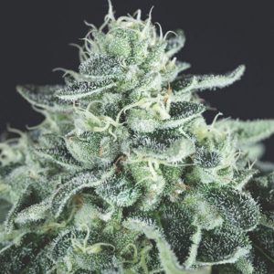semillas feminizadas Gelato de Pyramid Seeds para cultivo