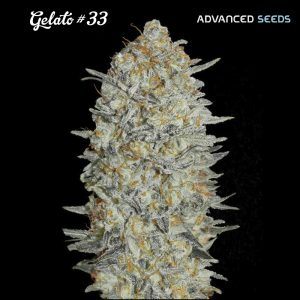 Gelato #33 Advanced Seeds