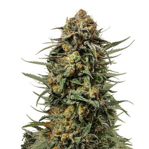 Gelato 44 Royal Queen x Tyson 2.0
