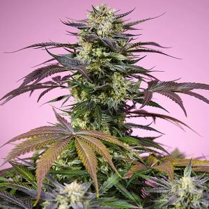 Gelonade Granel Profesionales Sweet Seeds