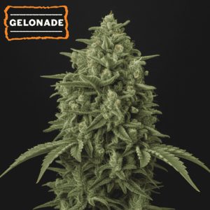 semillas feminizadas Gelonade de Seedstockers para cultivo