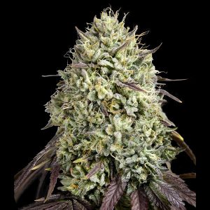 semilla feminizada Georgia Pie de Advanced Seeds para cultivo