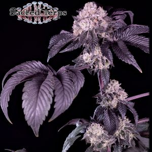 Giraffe Puzzy Sacred Terps