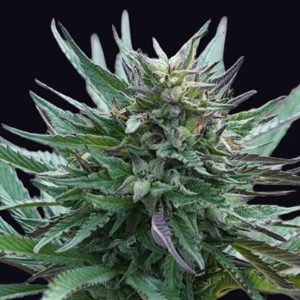 Girl Scout Cookies Genehtik