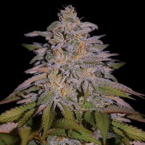 Glazed Gushers 5u. G13 Labs