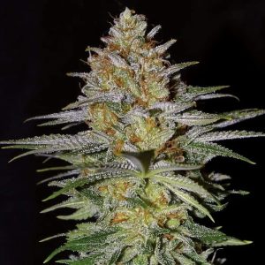semilla feminizada Glitter Bomb Empire Seeds para cultivo de cannabis