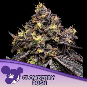 semillas feminizadas Glowberry Rush de Anesia Seeds