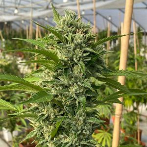 Semillas feminizadas Goji Biker de Karma Genetics