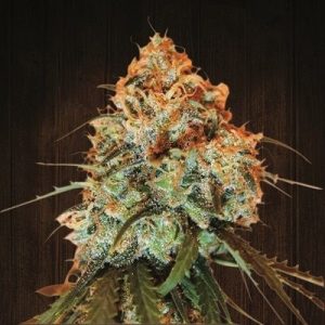 Golden Tiger Ace Seeds