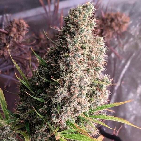 Golden Tiger 5 u. Regular Ace Seeds