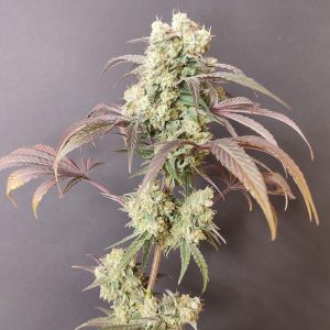 Gorgon 4 u. Seeds of Anarchy