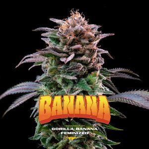 Gorilla Banana BSF Seeds