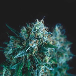 Semillas feminizadas Gorilla Fast de Pyramid Seeds para cultivo de cannabis