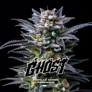 semillas feminizadas Gorilla Ghost para cultivo
