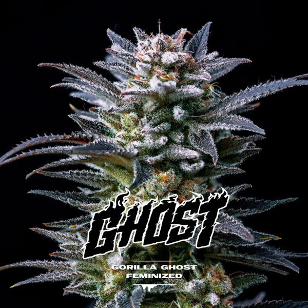 Gorilla Ghost 4 u. fem BSF Seeds