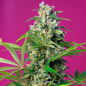 semillas feminizadas Gorilla Girl Sweet Seeds para cultivo profesional