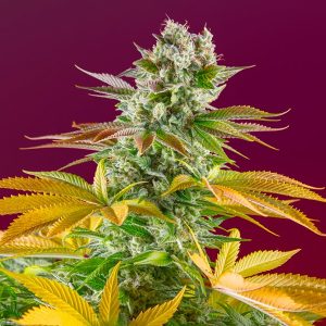 semillas feminizadas Gorilla Girl Fast Version Sweet Seeds para cultivo profesional