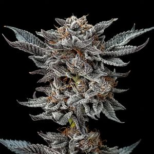Semillas feminizadas Gorilla Glue #4 para cultivo de cannabis
