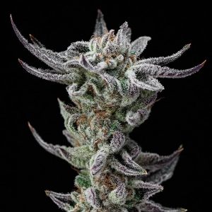 Gorilla Glue Faster BSF Seeds
