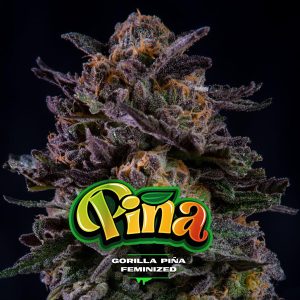 Gorilla Piña BSF Seeds