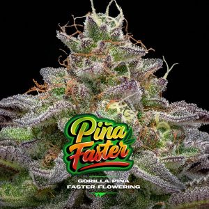 Semillas feminizadas Gorilla Piña Faster Flowering de la marca Flower