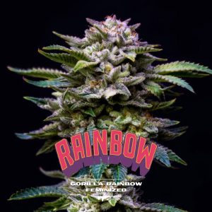 Gorilla Rainbow 4 u. fem BSF Seeds