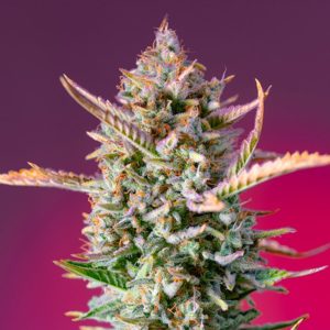 semillas feminizadas Gorilla Sherbet f1 Fast Version Sweet Seeds para cultivo profesional