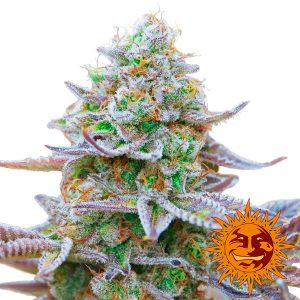 Paquete de semillas feminizadas Gorilla Zkittlez de Barney's Farm