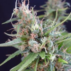 Grail Widow 15 u. reg. Mr. Nice